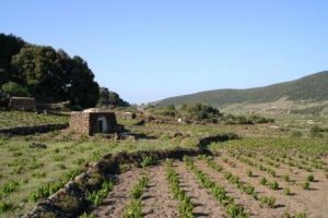 pantelleria