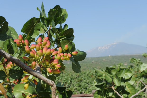 pistacchio-etna-bronte